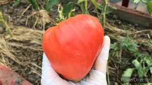 Томат Клубника миссис Шлаубах