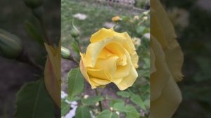 Rose Golden Gate - Juin 2021