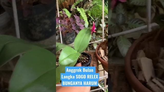 Anggrek Bulan Langka SOGO RELEX bunga Harum dan Kelopak Bunga Tebal