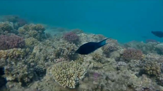 Atabaý Çargulyýew - Arabyň gyzy (Karaoke) смотреть онлайн