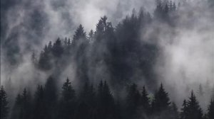 Twilight Music & Ambience | Forest Sounds with Twilight Soundtrack •ASMR• [1h]