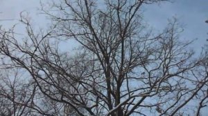 Величественный дуб - в зимнем лесу (The majestic oak tree - in the winter forest)