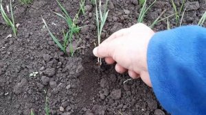 последействие почвенных гербицидов на всходы озимой  пшеницы 2020 год