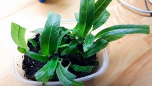 Формируем детки стрептокарпуса