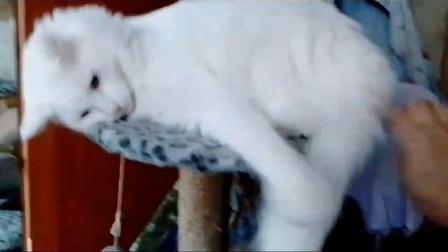 Белый кот Моцареллик - выпускник нашего приюта. Приветик из дома. смотреть онлайн