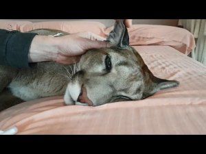 Проблемы с ухом. Как пума Месси терпит процедуры