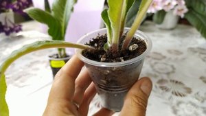 ПОЛИВ стрептокарпусов. ПОДКОРМКА, УДОБРЕНИЕ стрептокарпусов