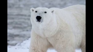 Самые страшные животные, от которых следует бежать