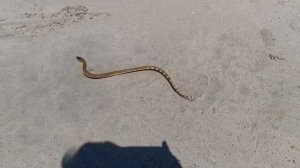 Морская змея на пляже ОАЭ