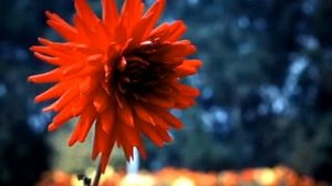 FLOWERS FOR MADHUBALA