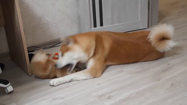 Шпиц против Акиты - Бои без правил смотреть онлайн