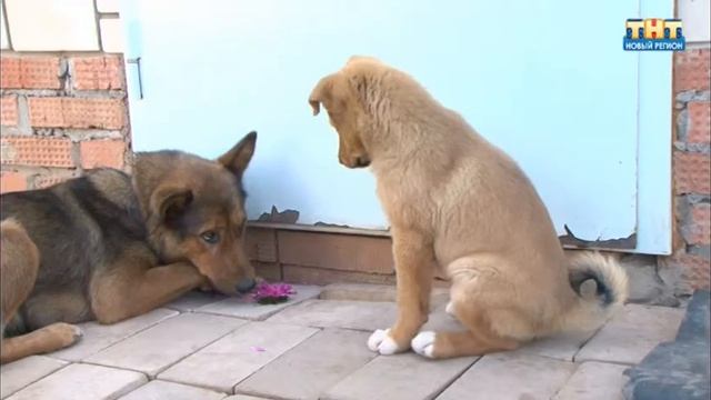 Рыжие щенки смотреть онлайн