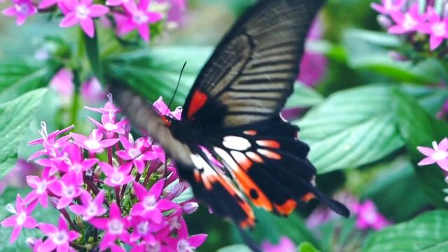 Beautiful Flowers Bring Smiles - Soothing Meditation Music смотреть онлайн