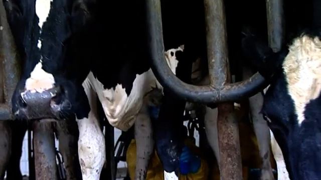 ДЕНЬ ВЕТЕРИНАРНОГО РАБОТНИКА смотреть онлайн