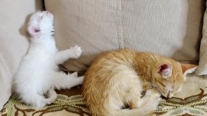 Котята так активно играли, что уснули прямо во время игры.