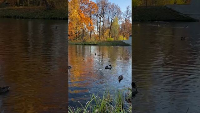 Утиные истории в Павловске. Утки плавают в заповеднике. Питерская осень. #shorts #утки  #duck