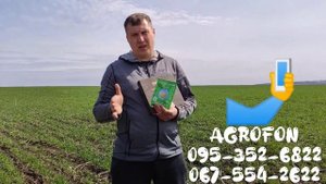 Гербицид по зерновым ?Как убрать падалицу подсолнечника под Евролайтинг и Гранстар?AGROFON