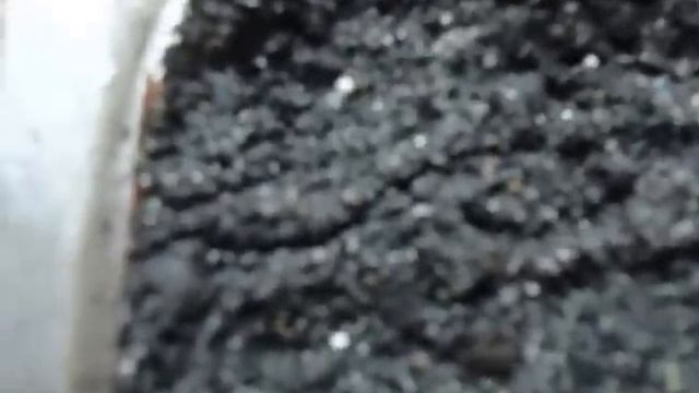 ПЕТУНИЯ КОГДА НАЧИНАТЬ ПИКИРОВАТЬ смотреть онлайн