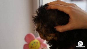 Перецвет у йорков / йоркширского терьера