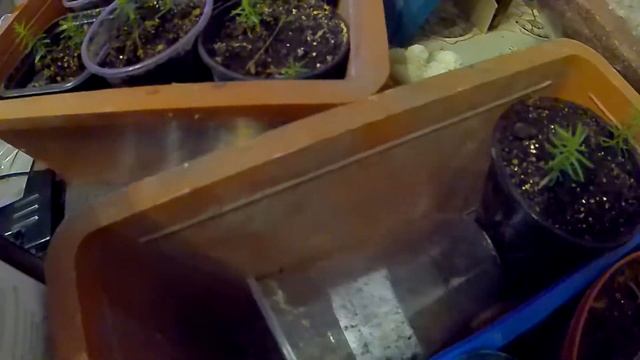 Хорошие саженцы туи выращенной из семян. #туяизсемян,#туя,#туязападнаяизсемян. смотреть онлайн