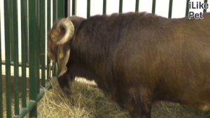 Уход за калахарской красной овцой