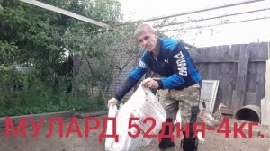 Утка Мулард Франция 52дня-4кг.