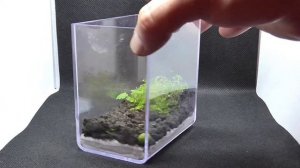 Жук пожарник ваш союзник в саду и огороде