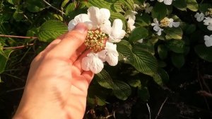 Калина складчатая Пинк Бьюти. Viburnum plicapa Pink beauty ??