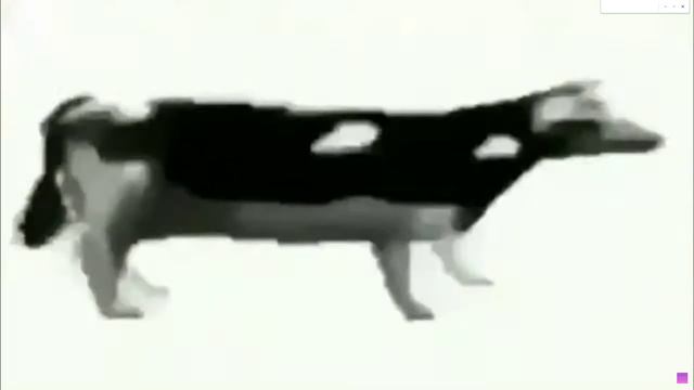 корова танцует 1 мин.30 сек под польскую музыку (видео не мое) я его записывал смотреть онлайн