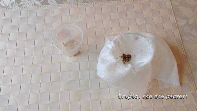 167. Как ускорить всхожесть семян МОРКОВИ, УКРОПА, ПЕТРУШКИ смотреть онлайн