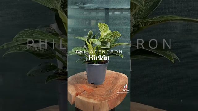 Philodendron Birkin 🌱 The best easy-care houseplants