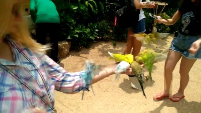 ШоуППешная семейка во Вьетнме. Нячанг 2018 смотреть онлайн