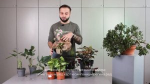 Cингониумы: виды и уход | Советы от Ильи Гомыранова