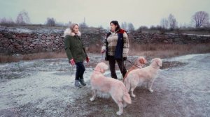 Голден ретривер, золотистый ретривер, описание породы, генетические тесты для собак