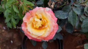 25 Variety Rose flowers and Plants | Rose Flower types 🌹