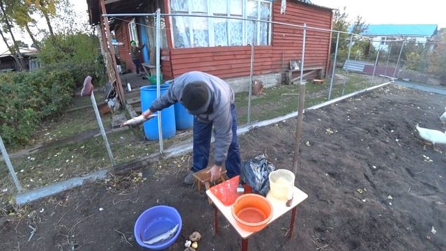 Готовим на костре #1 - Пламенная рыбка смотреть онлайн