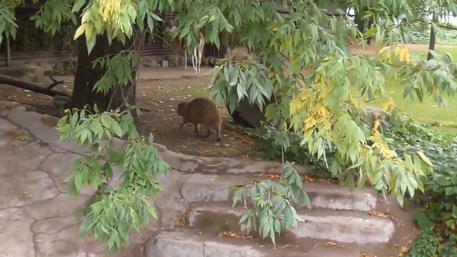 Зоопарк 2018 смотреть онлайн