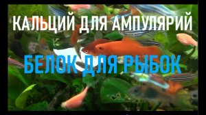 Кальций для ампулярий. Белок для рыбок. Кормим обитателей аквариума варенным яйцом со скорлупой