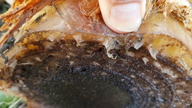 СОЧИ: обрезка бананов | Субтропический рай в отдельно взятом городе смотреть онлайн