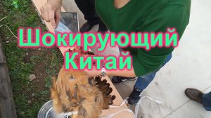 Шокирующий китай: живодерство. Убийство кур в Китае