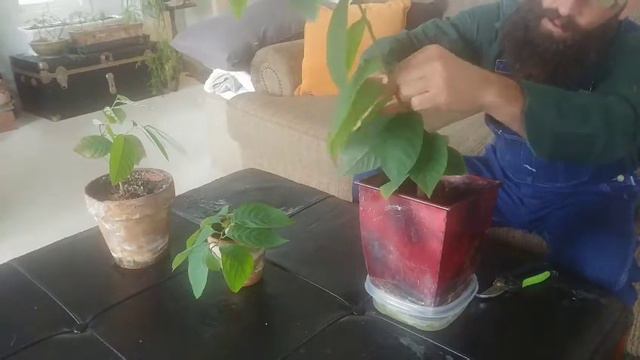 Cherimoya Bonsai Dec 2019 смотреть онлайн