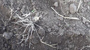 . Как укореняется чеснок и срок посадки.