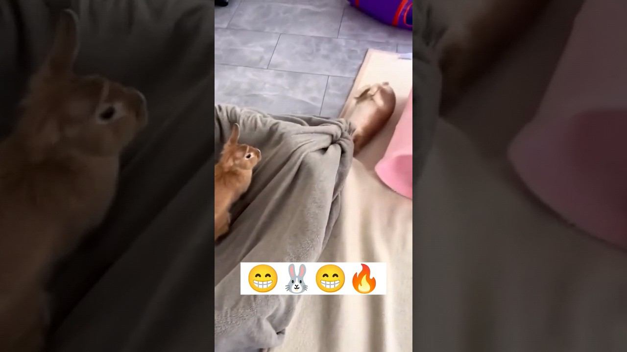 Смешные кролики, funny bunny, أرانب مضحكة, 有趣的兔子 смотреть онлайн