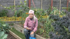 Что нужно сделать с грядками после уборки томатов, перцев и баклажан