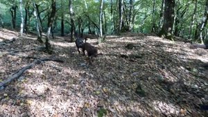 ПИТБУЛЬ VS АМЕРИКАНСКИЙ БУЛЛИ XL. ЗАГАДОЧНЫЙ ЛЕС. ЗАБЫЛ ВЫКЛЮЧИТЬ КАМЕРУ.