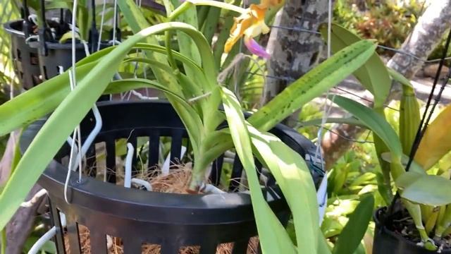 Vanilla planifolia. Цветение Орхидеи Ваниль, Ванда Золотой Леденец, Первое Цветение Ванд ?♀️