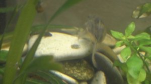 Обзор маленьких сомиков прилипал