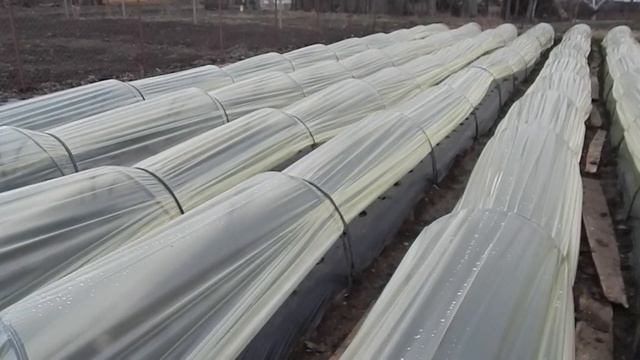 ТУННЕЛИ ПАРНИКИ для клубники. Разница температур на улице и в парнике. Приборы подвели.