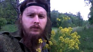 Сурепка вкусный и полезный дар природы