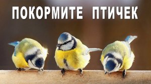 Покормите птиц зимой!  |  Feed the birds in winter!